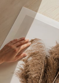 Fotografi av torkade pampasgräs i beige toner mot vit bakgrund-9