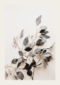 Fotografi av torkad kvist med grågröna blad mot ljus bakgrund-3