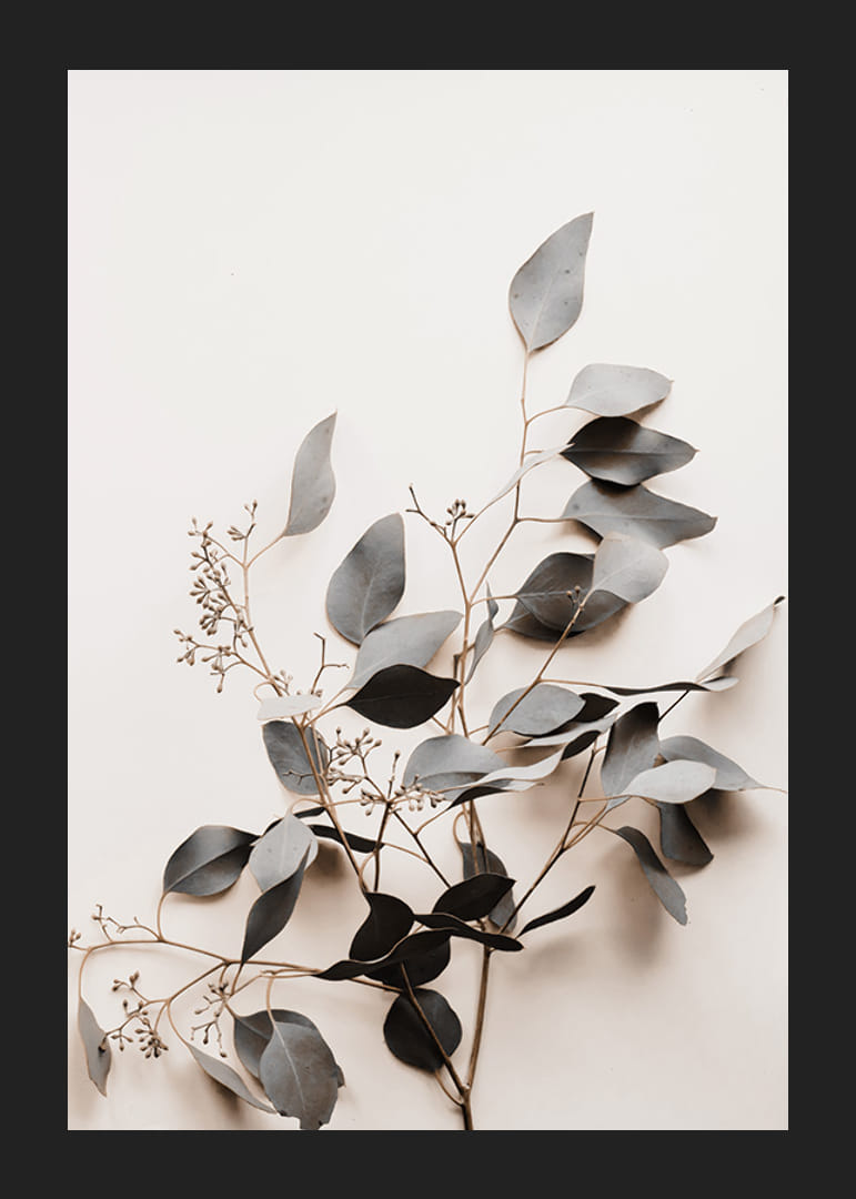 Fotografi av torkad kvist med grågröna blad mot ljus bakgrund-12