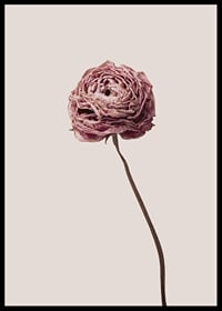 Närbild av rosa ranunkel på beige bakgrund, stilren-6
