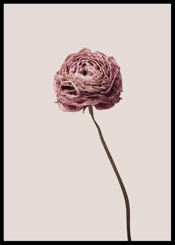 Närbild av rosa ranunkel på beige bakgrund, stilren-12