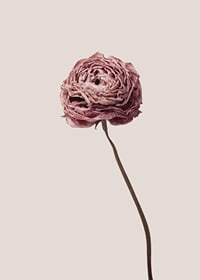 Närbild av rosa ranunkel på beige bakgrund, stilren-7