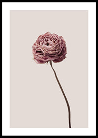 Närbild av rosa ranunkel på beige bakgrund, stilren-0