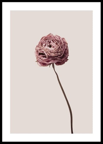 Poster Buttercup Flower