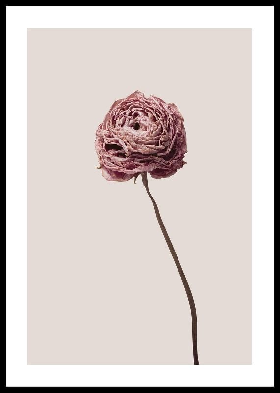 Buttercup Flower-12