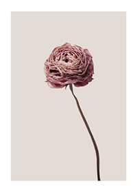 Närbild av rosa ranunkel på beige bakgrund, stilren-1