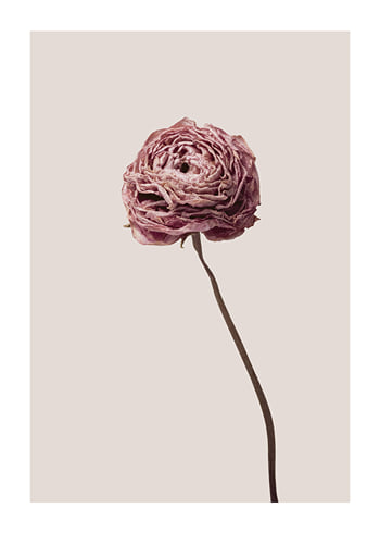 Poster Buttercup Flower