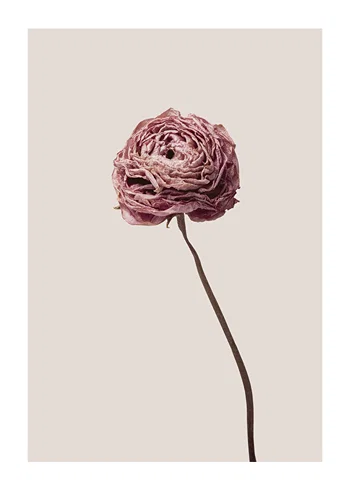 Poster Buttercup Flower