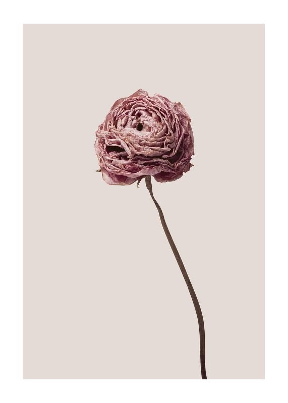 Buttercup Flower-12