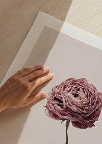 Närbild av rosa ranunkel på beige bakgrund, stilren-9