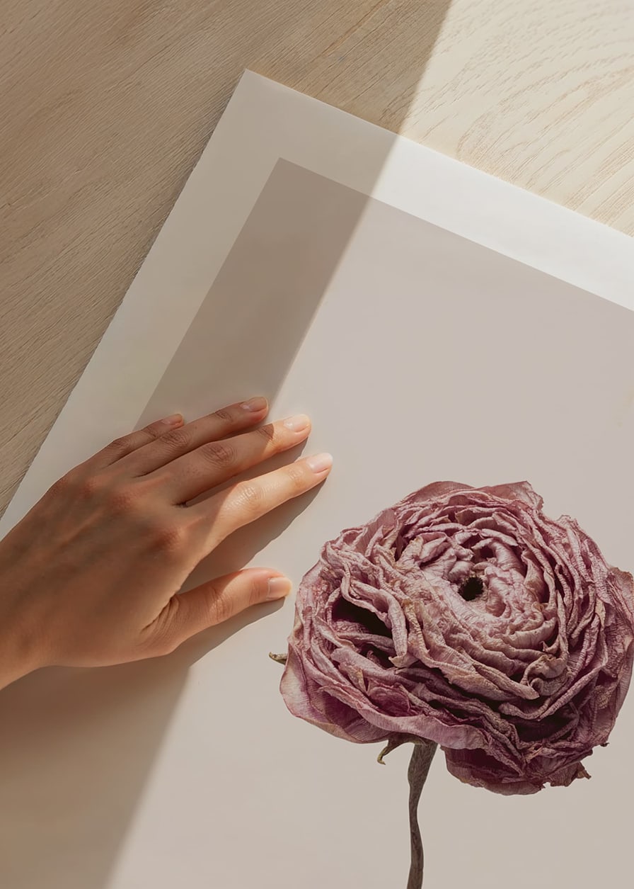 Närbild av rosa ranunkel på beige bakgrund, stilren-12