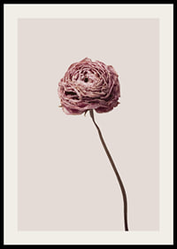 Närbild av rosa ranunkel på beige bakgrund, stilren-2