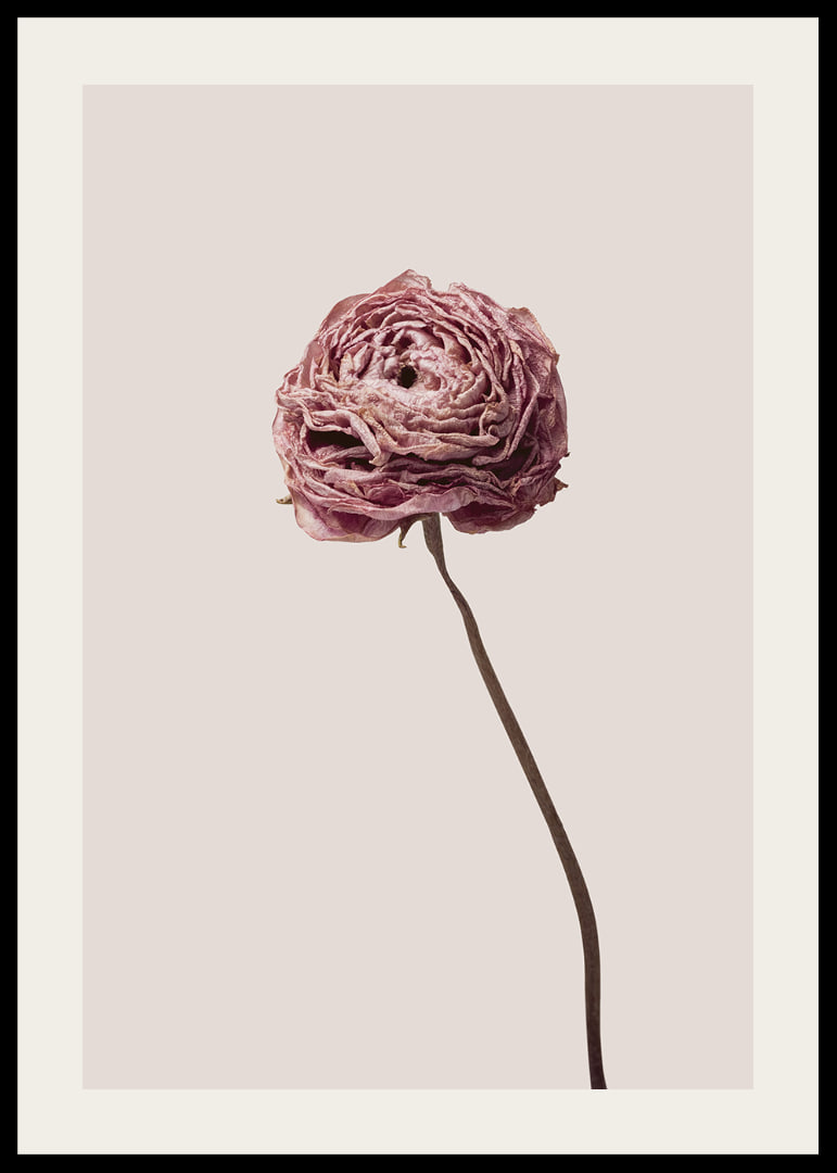 Närbild av rosa ranunkel på beige bakgrund, stilren-12