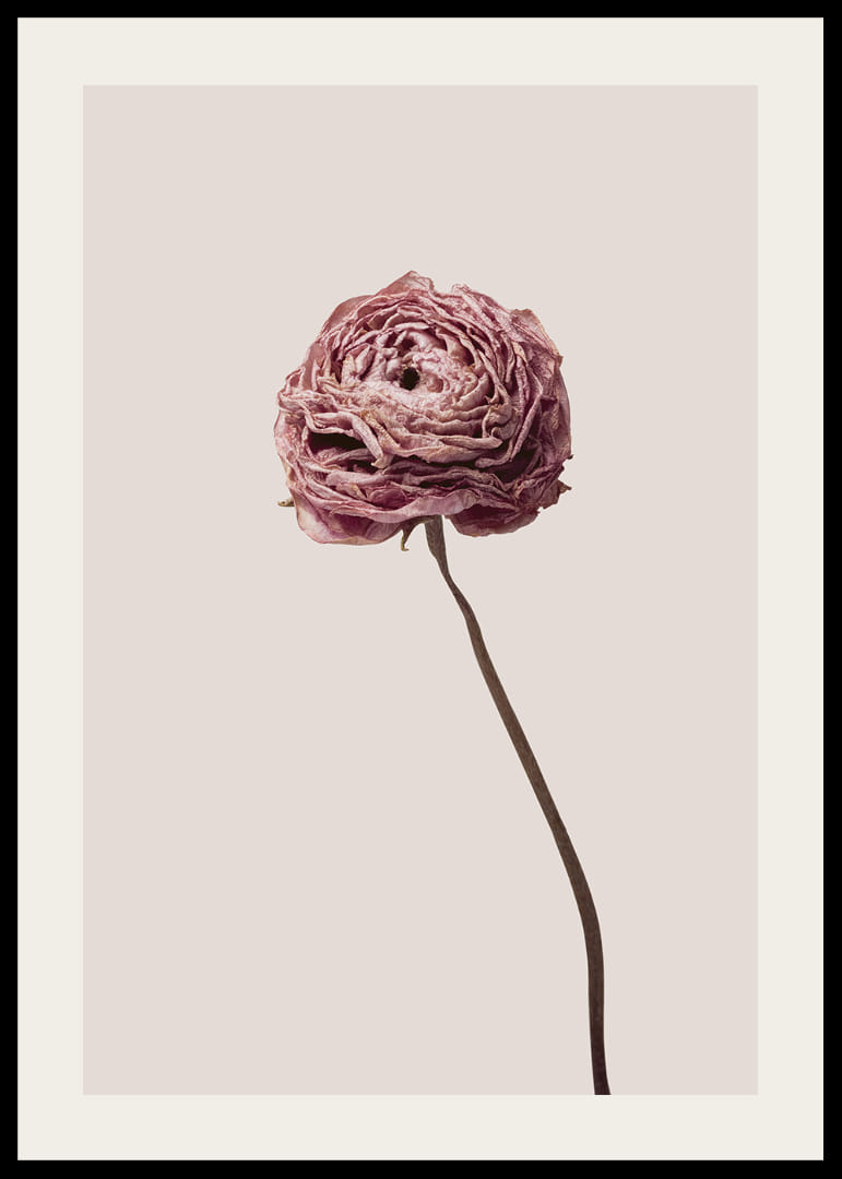 Detailný záber na ružový ranunculus na béžovom pozadí, štýlový-12