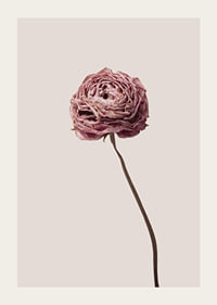 Närbild av rosa ranunkel på beige bakgrund, stilren-3