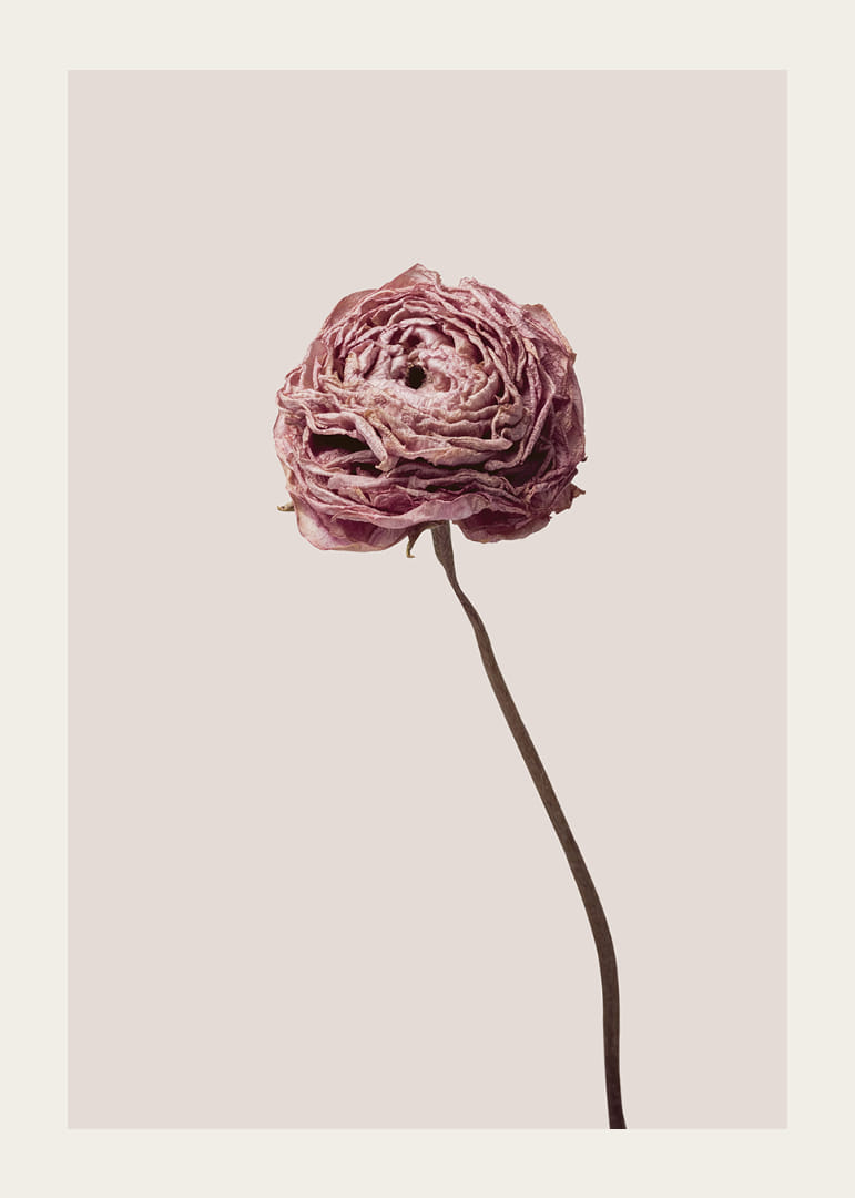 Detailný záber na ružový ranunculus na béžovom pozadí, štýlový-12