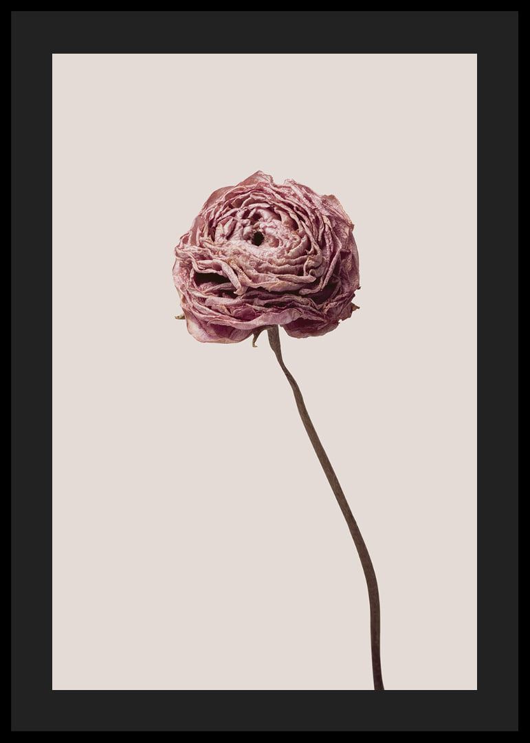Närbild av rosa ranunkel på beige bakgrund, stilren-12