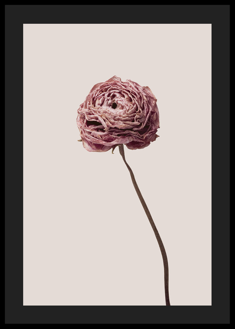 Detailný záber na ružový ranunculus na béžovom pozadí, štýlový-12