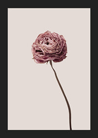 Närbild av rosa ranunkel på beige bakgrund, stilren-5