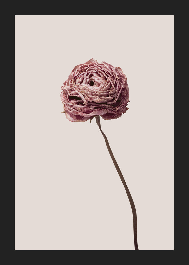 Detailný záber na ružový ranunculus na béžovom pozadí, štýlový-12