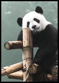 Primer plano fotográfico de un panda sobre un soporte de madera contra un fondo verde-6