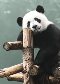 Primer plano fotográfico de un panda sobre un soporte de madera contra un fondo verde-7