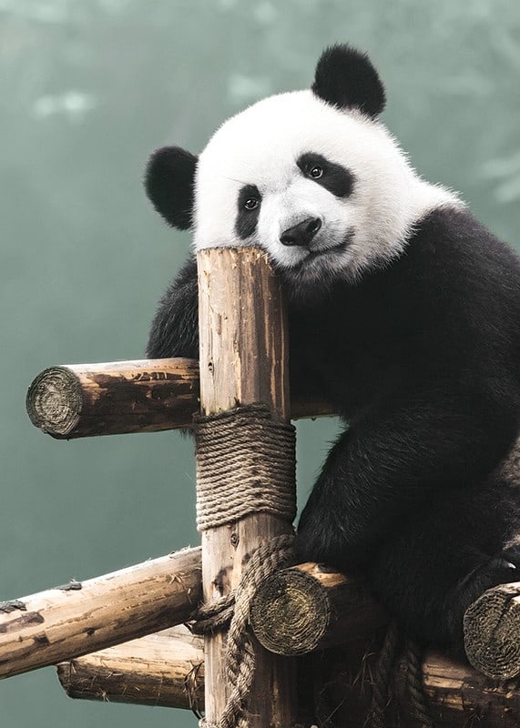 Primer plano fotográfico de un panda sobre un soporte de madera contra un fondo verde-12