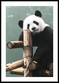 Primer plano fotográfico de un panda sobre un soporte de madera contra un fondo verde-0