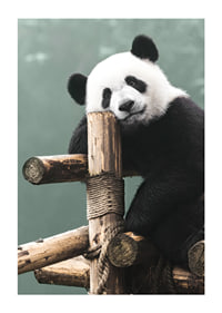 Primer plano fotográfico de un panda sobre un soporte de madera contra un fondo verde-1