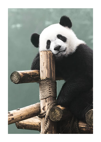 Poster Giant Panda Bear