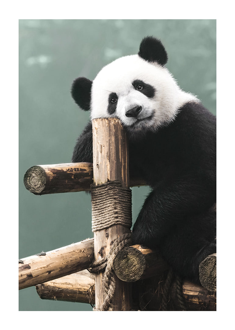 Primer plano fotográfico de un panda sobre un soporte de madera contra un fondo verde-12