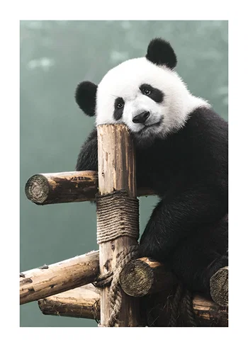 Poster Giant Panda Bear