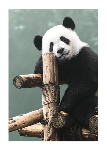 Plagát Giant Panda Bear