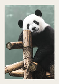 Primer plano fotográfico de un panda sobre un soporte de madera contra un fondo verde-3