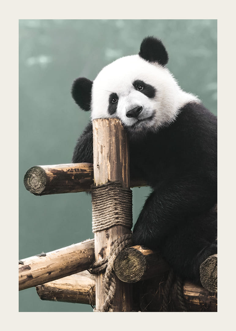 Primo piano fotografico di un panda su un supporto di legno su sfondo verde-12