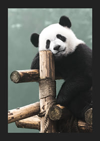 Primer plano fotográfico de un panda sobre un soporte de madera contra un fondo verde-5