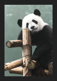 Primo piano fotografico di un panda su un supporto di legno su sfondo verde-5