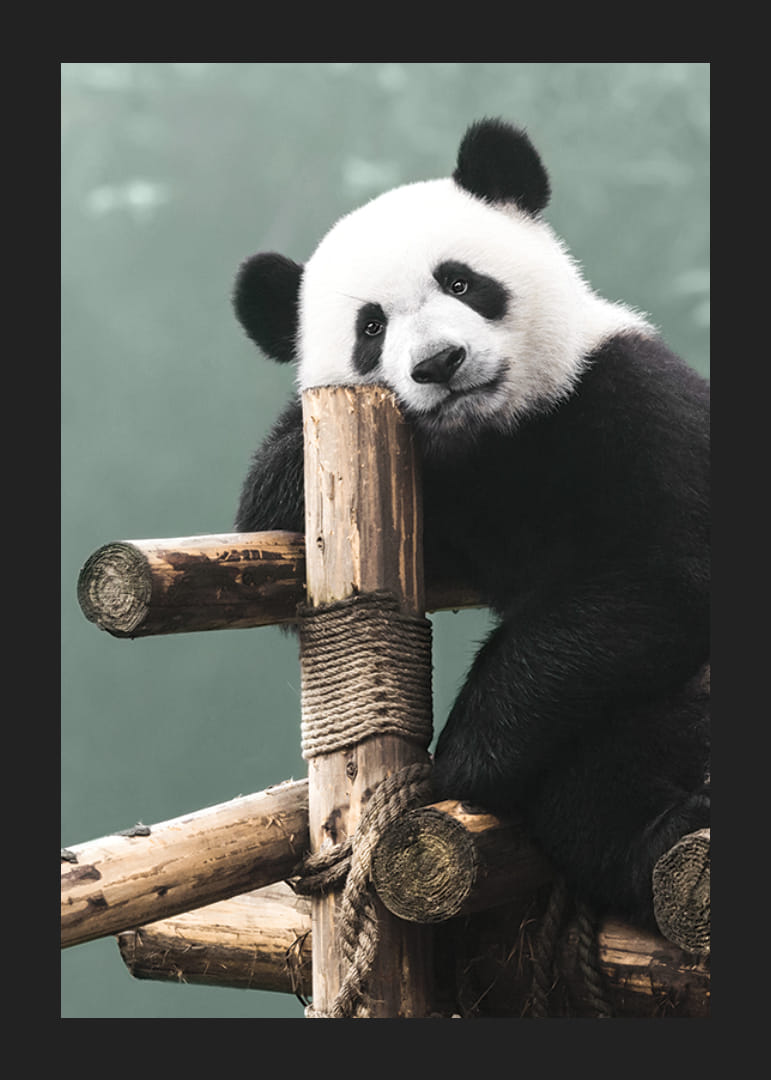 Primo piano fotografico di un panda su un supporto di legno su sfondo verde-12