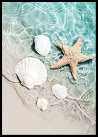Photograph of starfish and white seashells on the shoreline-6