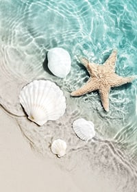 Photograph of starfish and white seashells on the shoreline-7