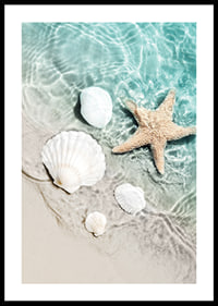 Photograph of starfish and white seashells on the shoreline-0