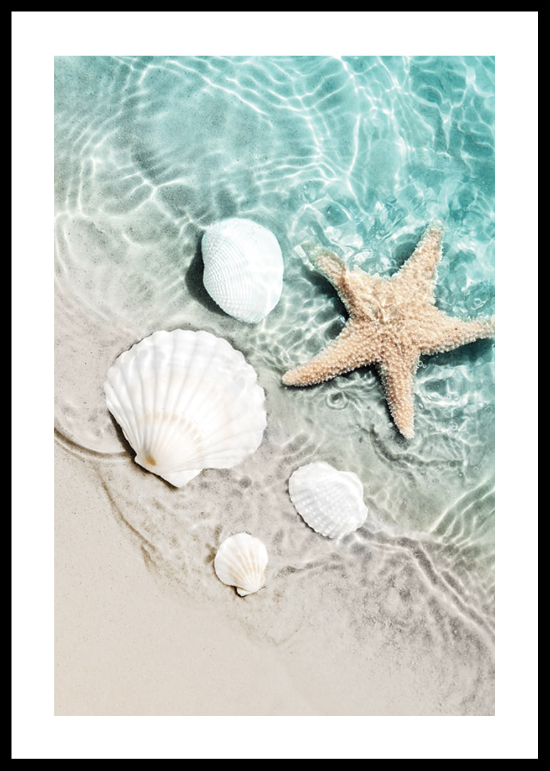Photograph of starfish and white seashells on the shoreline-12