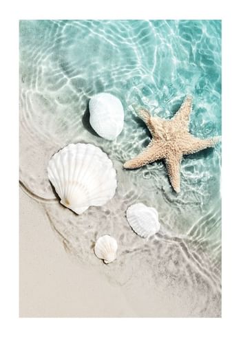 Plagát Starfish And Seashell