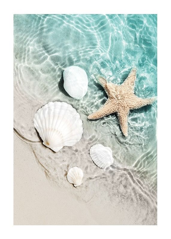Plagát Starfish And Seashell
