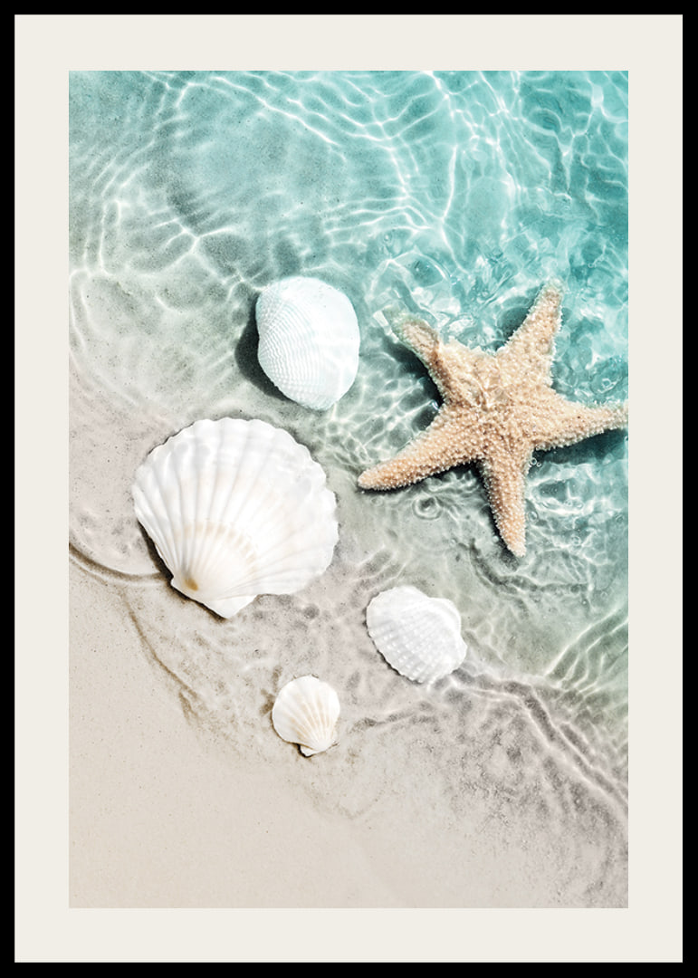 Photograph of starfish and white seashells on the shoreline-12