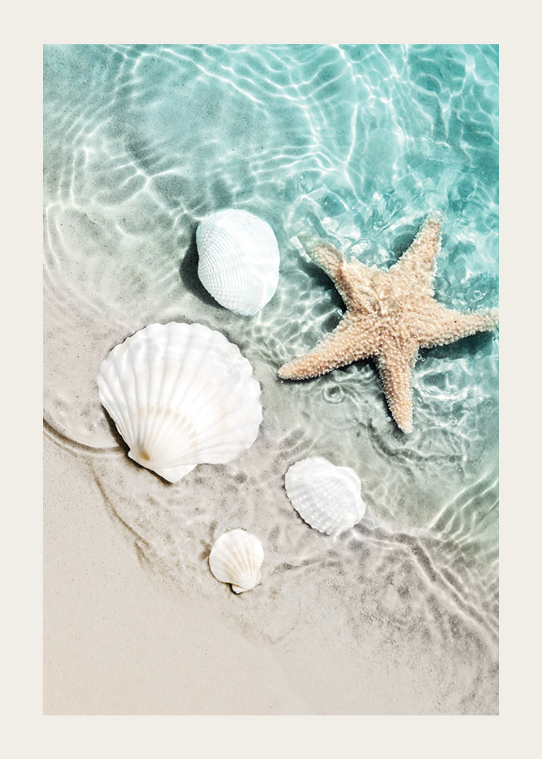 Photograph of starfish and white seashells on the shoreline-12