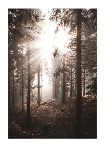 Poster Sunbeams Through Autumnal Trees