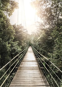 Photography of suspension bridge in jungle with morning sun in Costa Rica-7