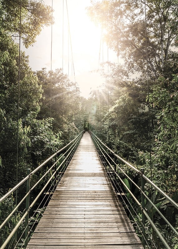 Photography of suspension bridge in jungle with morning sun in Costa Rica-12