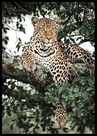 Léopard couché sur une branche d'arbre parmi les feuilles vertes, photographie-6